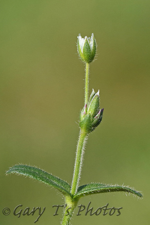 Common Mouse-ear (Cerastium fontanum)