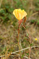 Common Evening-primrose (Oenothera biennis)