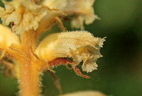 Common Broomrape (Orobanche minor)
