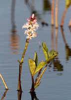 Bogbean (Menyanthes trifoliata)