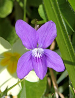 Common Dog-Violet (Viola riviniana)