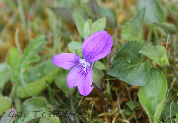 Common Dog-Violet (Viola riviniana)