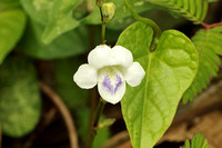 Chinese Violet (Asystasia gangetica)