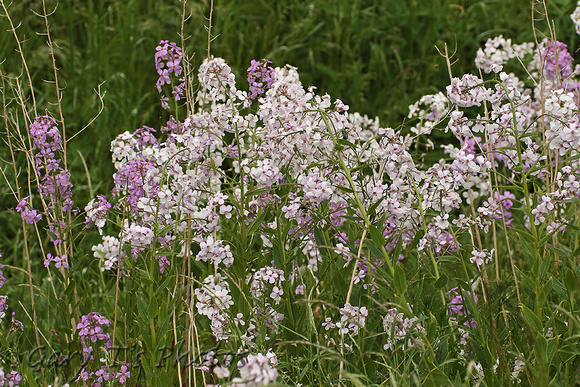 Dame's-violet (Hesperis matronalis)