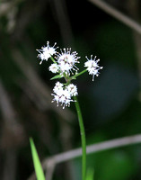Marsh Valerian (Valeriana sitchensis)