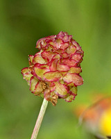 Red Clover (Trifolium pratense)