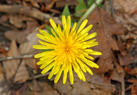 Dandelion (Taraxacum officinale)