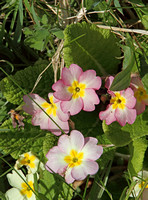 Primrose (Primula vulgaris ssp. sibthorpii)