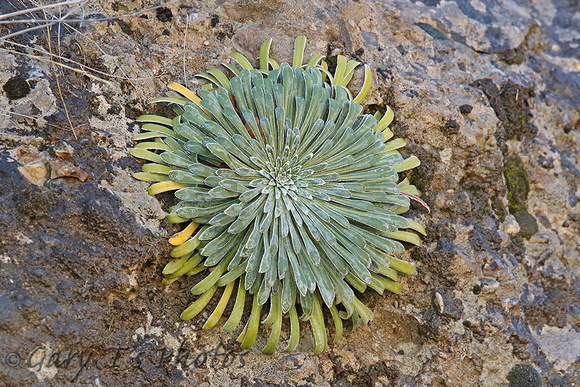 Pyrenean Saxifrage (Saxifraga longifolia)