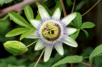 Passion Flower (Passiflora caerulea)