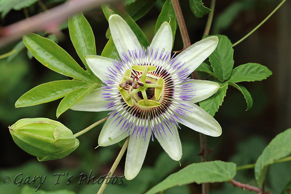 Passion Flower (Passiflora caerulea)