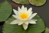European White Water Lily (Nymphaea alba)