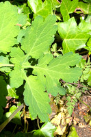 Greater Celandine (Chelidonium majus)