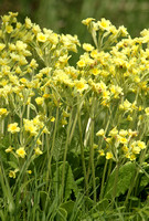 False Oxlip (Primula vulgaris x veris)