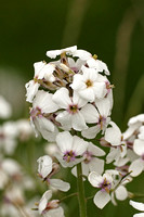 Dame's-violet (Hesperis matronalis)
