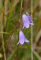 Harebell (Campanula rotundifolia)