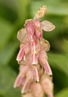 Toothwort (Lathraea squamaria)