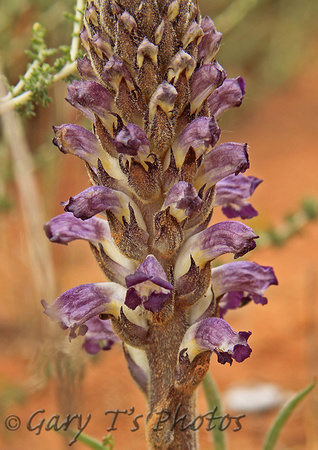 Yarrow or Purple Broomrape (Orobanche purpurea)