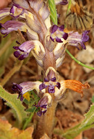 Yarrow or Purple Broomrape (Orobanche purpurea)