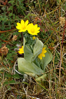 Yellow-wort (Blackstonia Perfoliata)