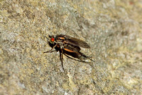 True Fly (Dolichopus popularis)