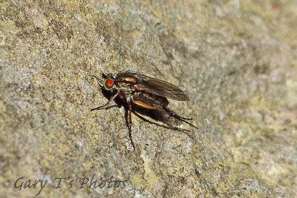 True Fly (Dolichopus popularis)