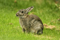 European Rabbit (Oryctolagus cuniculus - Adult)