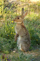 European Rabbit (Oryctolagus cuniculus - Adult)