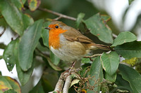 European Robin (Adult)