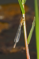 Dragonfly Species-B