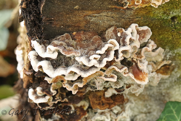 Fungi Species-O