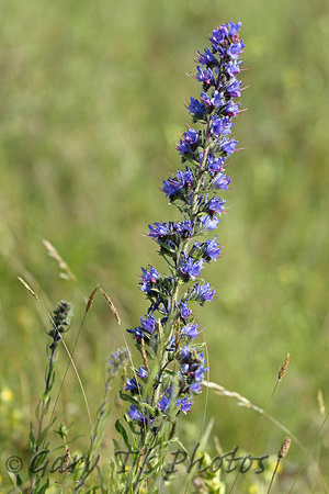 Flower Species-Blue B