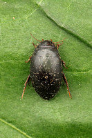 Beetle Species-K