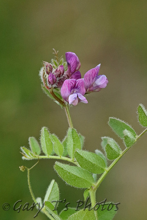 Flower Species-Purple C