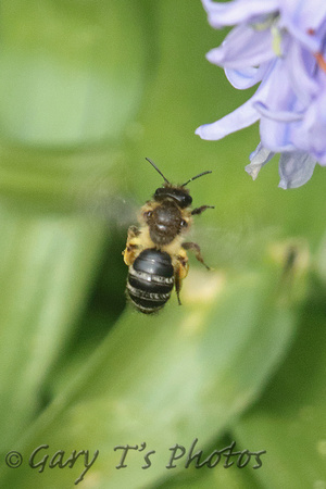 Mining Bee Species-B