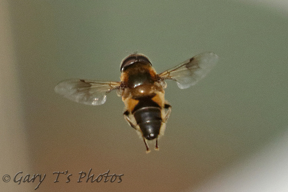 Hoverfly Species-W