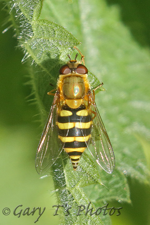Hoverfly Species-F2