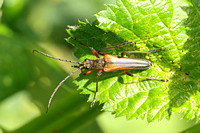 Beetle Species-J