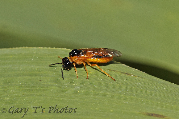 Sawfly Species-A