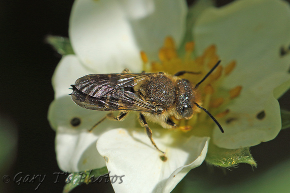 Mining Bee Species-E