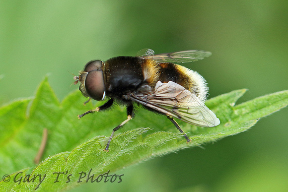Hoverfly Species-F