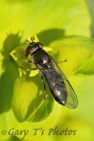 Hoverfly Species-B3