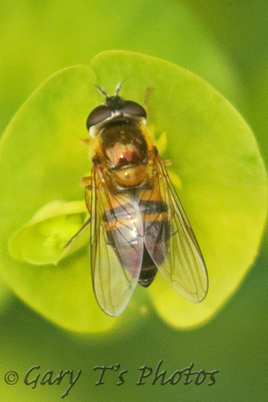 Hoverfly Species-B2