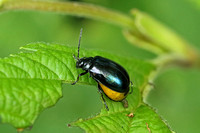 Beetle Species-L