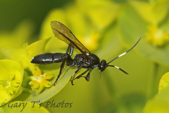 Wasp Species (Ichneumoninae)-B