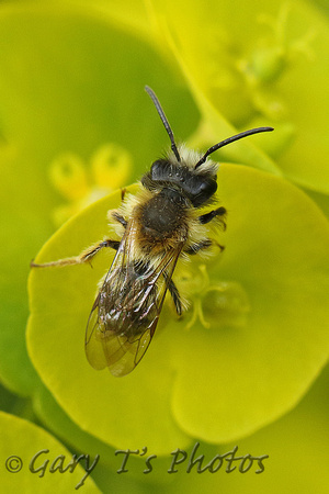 Mining Bee Species-P