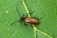 Beetle Species-C