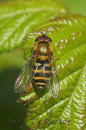 Hoverfly Species-E2