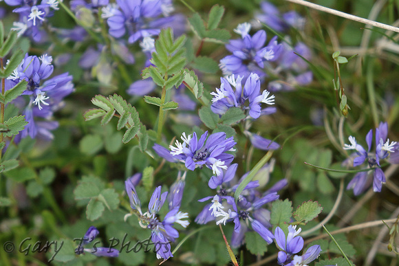 Flower Species-Blue C