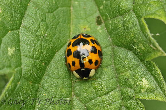 Ladybird Species-E